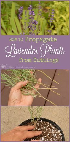 how to propagate lavender plants from cuttings