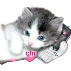 a kitten laying on top of a cell phone with the word chi written in it