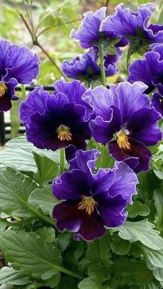 purple flowers with green leaves in the background