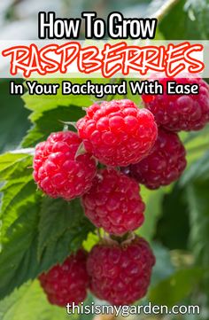 raspberries growing on the bush with text overlay how to grow raspberries in your backyard with ease