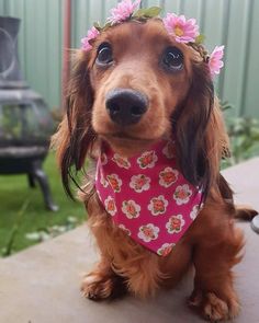 a brown dog wearing a pink bandana with flowers on it's head and looking at the camera