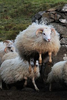 a herd of sheep standing next to each other on top of a lush green field