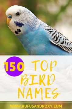 a blue and white parakeet with the words top bird names in front of it