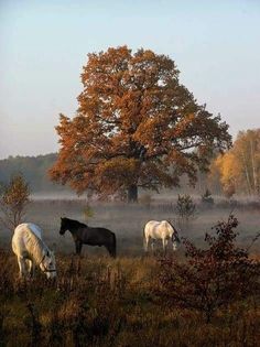 three horses are grazing in the foggy field with trees and bushes on either side