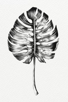 a black and white drawing of a large leaf