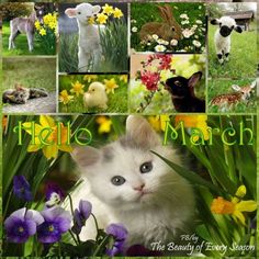 there is a collage of pictures with animals and flowers on it, including cats