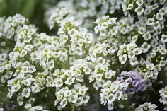 small white flowers with green stems and purple ones in the center are all over the place