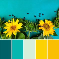 yellow sunflowers with green leaves and blue background in color swatches for design