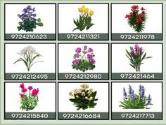 various types of flowers are shown in this image with the numbers below them on each side