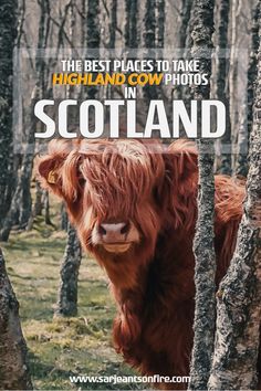 the best places to take highland cow photos in scotland, with text overlaying it