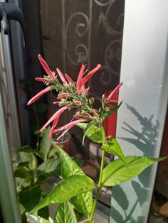 a plant with red flowers is in front of a glass door and window sill