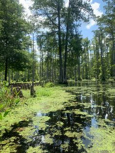 the water is full of green algae and trees