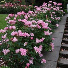 pink flowers are blooming in the garden next to some steps and bushes with green grass