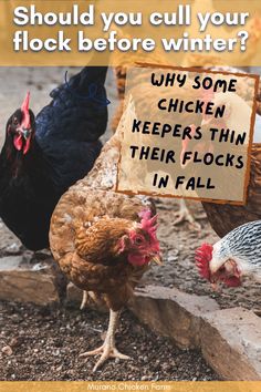 chickens are standing in the dirt with a sign that says, should you cut your flock before winter?