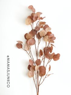 a plant with brown leaves is shown against a white background