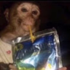 F U Aesthetic, Cursed Monkey, Pfp Monkey, Vibe Pfp, Monkey Aesthetic, Hmm Meme, Monkey Pfp, Monkey Memes, Monkey Funny