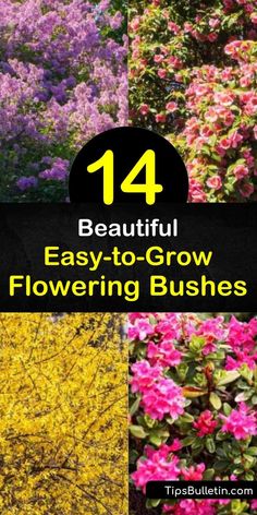 14 Beautiful Easy-to-Grow Flowering Bushes Azelia Bush Landscaping, Forsythia Landscaping, Bushes In Front Of House, Veg Gardens, Hardy Shrubs, Fancy Plants, Hedges Landscaping, Drought Tolerant Shrubs