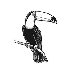 a black and white drawing of a toucan sitting on a branch