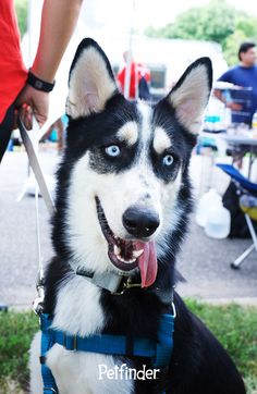 a black and white husky dog with blue eyes sitting in the grass next to a person