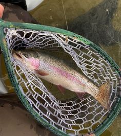 a rainbow fish caught in a fishing net