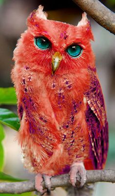 an orange owl with blue eyes sitting on a branch