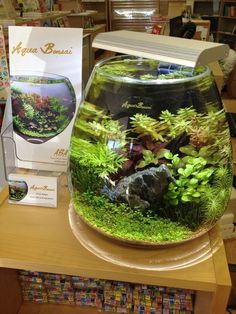 a fish bowl filled with plants and rocks on top of a wooden table in a store