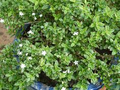 a potted plant with small white flowers in it's center and green leaves