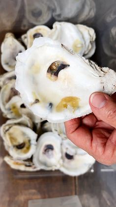 a hand holding an oyster in front of other oysters