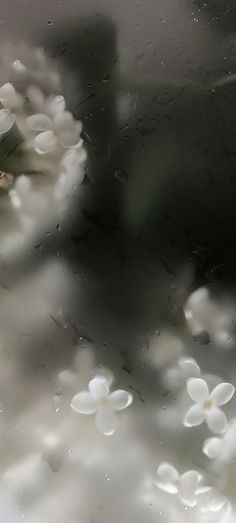 white flowers are seen through the raindrops on a glass window with water droplets