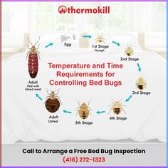 the bed bug inspection is shown with instructions for how to get ridding from them