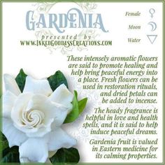 a white flower with green leaves in the center and an information card for gardenia