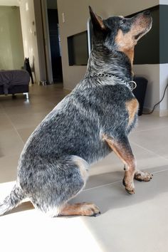 a dog sitting on the floor looking up