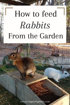 how to feed rabbits from the garden