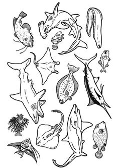 an ink drawing of different types of fish and sea creatures, including sharks, dolphins, squid