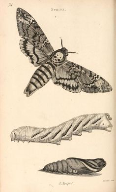 an illustration of moths and caterpillars from the natural history of england, volume i