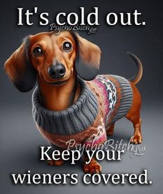 a dachshund wearing a sweater with the words, it's cold out keep your wiener covered