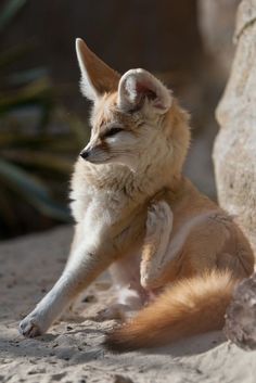 a small brown and white dog standing on its hind legs with it's front paws in the air