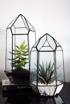 two glass terrariums with succulent plants in them on a black table