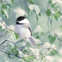 a black and white bird sitting on top of a tree branch with flowers in the background