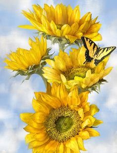 two pictures of sunflowers with butterflies on them and the words house garden below