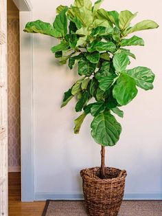 a potted plant sitting on top of a rug in front of a white wall