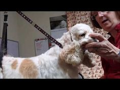 a woman grooming a white and brown dog