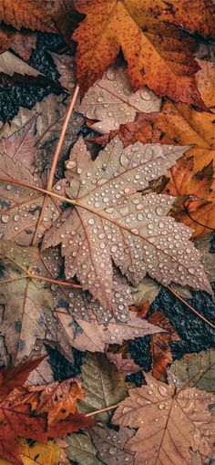 some leaves and water droplets on the ground