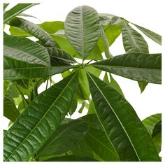 green leaves are growing on the branches of this tree, against a white sky background