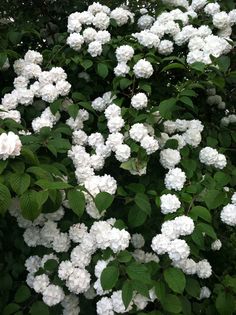 white flowers are blooming on the tree