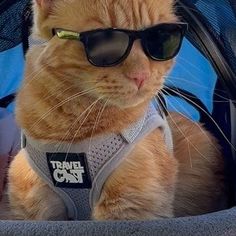 an orange cat wearing sunglasses and sitting in a blue stroller with the words travel case on it