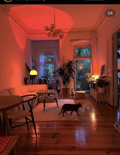 a cat walking across a wooden floor in a living room