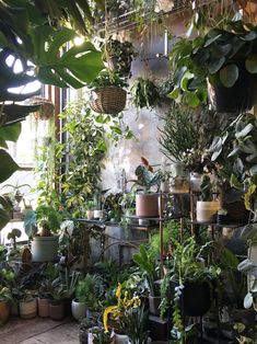 a room filled with lots of potted plants