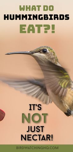 a hummingbird is flying in the air with its wings spread and it's not nectar