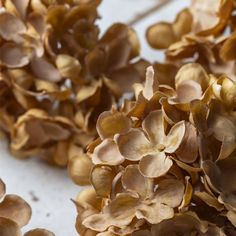 some brown flowers are on a white surface